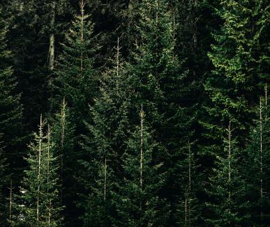 Forest aerial view